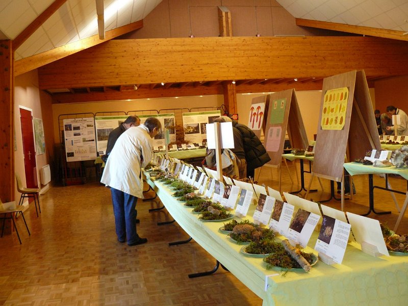 2009 10 Expo champignons de Clairefontaine 03